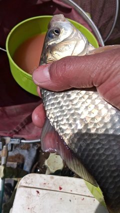 野釣班定營 一路走來，不虛此行
